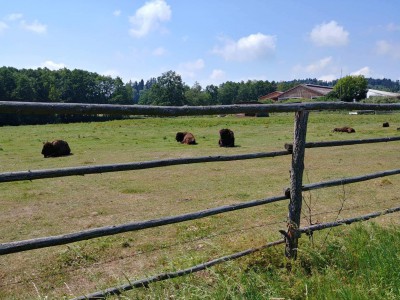 received_255199648642809.jpeg (304.52 KiB) Zobrazeno 35599 krát received_255199648642809.jpeg